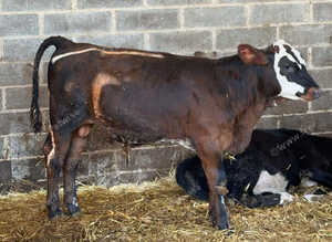 4-5month weaned calves