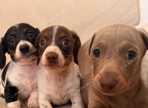 Dachshund 2boys 1girl