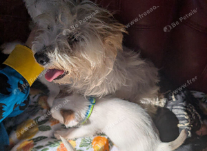 Terrier