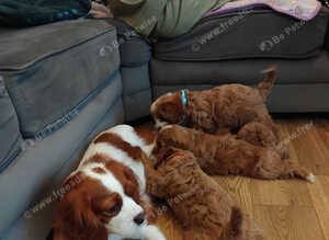 Cavapoos