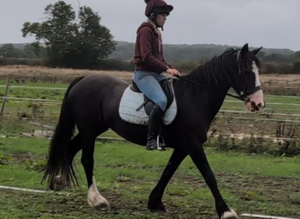 14.2h 13yr old second pony