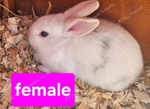 Baby mini lops