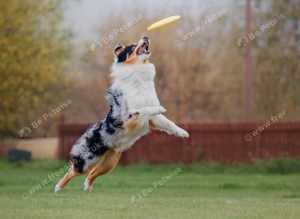 Private secure dog exercise paddock