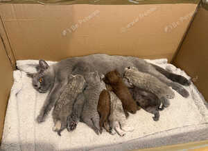 Beautiful British Shorthair Kittens