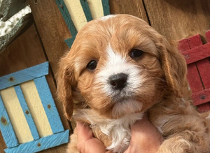 F1 Cavapoo Boy Available