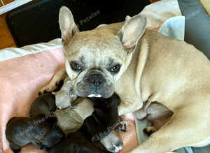 French Bulldog Puppies for Sale