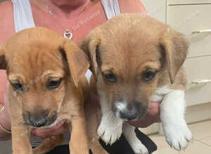 5 beautiful Jack Russell puppies