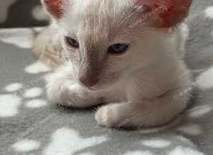 Beautiful GCCF registered Siamese babies