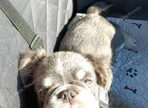 Characterful fluffy Frenchie boy Michiko seeking his soulmate..