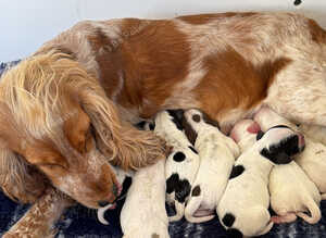 Show cocker puppies