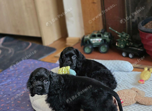 Stunning American Cocker Spaniel puppies