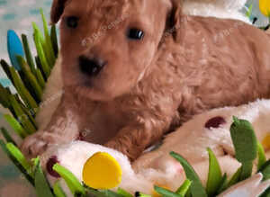 HALF ASIAN TOY POODLES