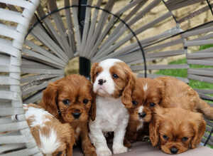 Cavalier King Charles Spaniel!