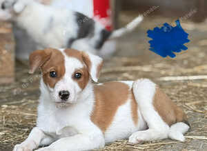 Gorgeous puppies