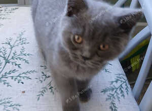 British shorthair kittens ( Blue)