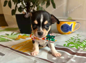 Chihuahua puppies