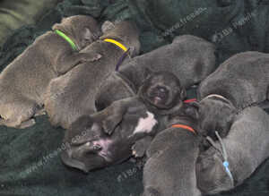 7 Beautiful Blue Staffies