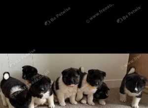 Akita pups