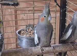 young cockatiels