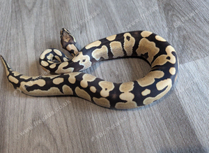 Yellowbelly desert ghost