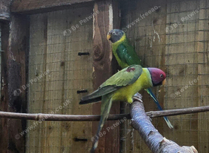 Plum head pair bred last year