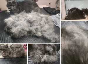 Cat grooming salon