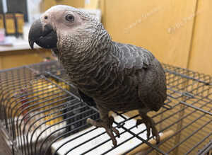Hand reared Baby African grey