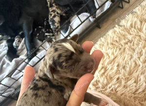 Cockerbully Pups