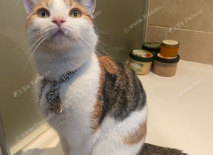 Ginger cat