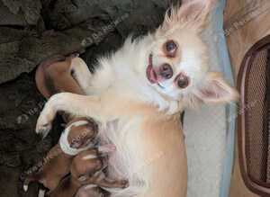 Chihuahua