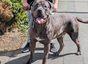 Merle Cane corso for stud