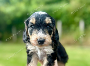 Beautiful F2 Cockapoo Girl &ndash; Ready 25th July