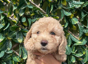Beautiful Cavapoochon puppies