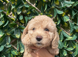 Beautiful Cavapoochon puppies