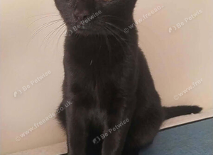 Gorgeous black kitten