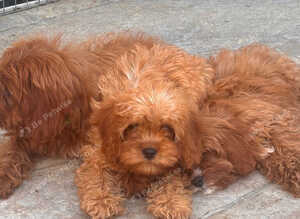 F1 Toy Fully Health Tested Girl Cavapoo&rsquo;s