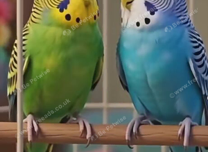 Pair of budgies