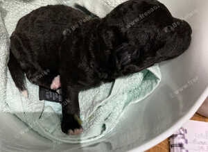 Bedlington terrier pups