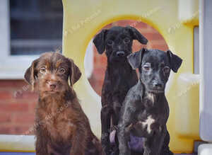 1st vaccine&rsquo;s & READY NOW Miniature Patterpoo&rsquo;s
