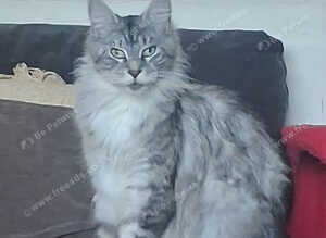 Adult Maine-coon for sale