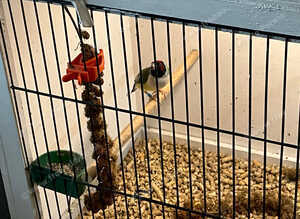 Gouldian finch hen 10 months old