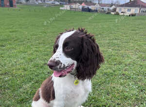 English Springer Spaniel