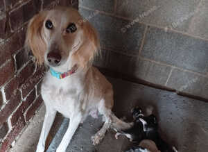Saluki puppies kc registered