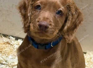 Cocker spaniel pups