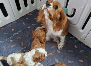 Cavalier King Charles Spaniel!