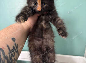 5 Maine coon babies