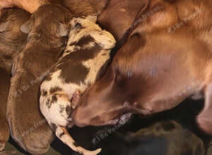 Dachshund puppies