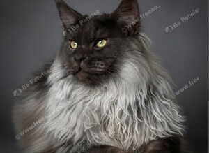 Maine coon STUD, GCCF Champion, TICA & GCCF STUD only