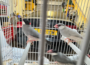 Java sparrow silver pair and standard pair
