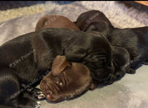Stunning Miniature Dachshund x Cocker Spaniel Puppies